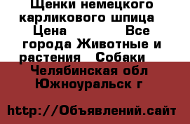 Щенки немецкого карликового шпица › Цена ­ 20 000 - Все города Животные и растения » Собаки   . Челябинская обл.,Южноуральск г.